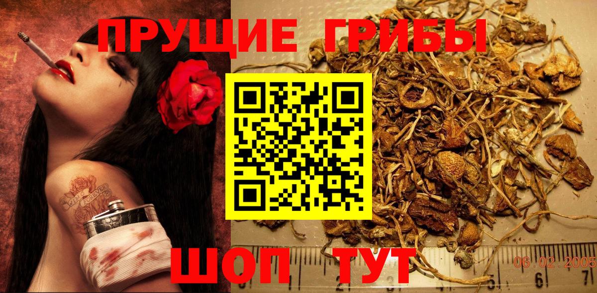 Псилоцибиновые грибы Cubensis  Вход с VPN  Зеленогорск 